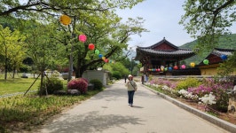 청도운문사♡밀양위양지 - ▷- 자유사진 - 부산다정산악회 청도운문사♡밀양위양지
