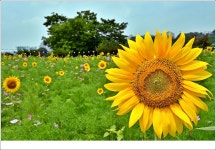 안성목장에서 2022.07.06 - 바다의물결 사진방 - 즐거운 대전UCC 즐거운 대전UCC