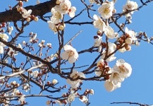 유엔공원의 매화 - 폰 앨범 - 아름다운 5060 유엔공원의 매화