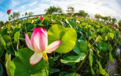 연꽃 - 풍경 - 산과 들꽃 이야기 연꽃