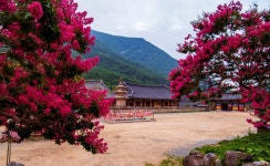 표충사 - 풍경 - 산과 들꽃 이야기 표충사