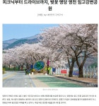 자전거 피크닉 드라이브까지, 벚꽃 명당 영천 임고강변 공원 - ◈도보자전거여행길 - 녹색자전거봉사단연합 자전거 피크닉 드라이브까지, 벚꽃... 