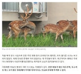 도심에 등장, 실물 처음 본다. - ◈동식물생태보존뉴스 - 녹색자전거봉사단연합 도심에 등장, 실물 처음 본다.