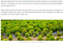 철원 고석정 꽃밭 여행길 - ◈도보자전거여행길 - 녹색자전거봉사단연합 철원 고석정 꽃밭 여행길