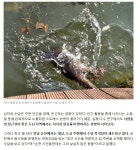 도심에 등장, 실물 처음 본다. - ◈동식물생태보존뉴스 - 녹색자전거봉사단연합 도심에 등장, 실물 처음 본다.