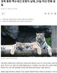 경북 봉화 백두대간 호랑이 남매, 21일 여섯번째 생일 - ◈동식물생태보존뉴스 - 녹색자전거봉사단연합 경북 봉화 백두대간 호랑이 남매, 21일... 