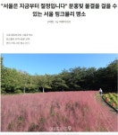 서울은 지금부터 절정, 분홍빛 물결 서울 핑크뮬리 명소... 녹색자전거봉사단연합 서울은 지금부터 절정, 분홍빛 물결 서울 핑크뮬리 명소