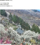25년 광양 매화축제 여행길 - ◈도보자전거여행길 - 녹색자전거봉사단연합 25년 광양 매화축제 여행길