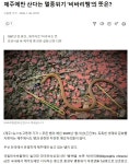 제주에만 산다는 멸종위기 `비바리뱀`의 뜻은? - ◈동식물생태보존뉴스 - 녹색자전거봉사단연합 제주에만 산다는 멸종위기 `비바리뱀`의 뜻은?