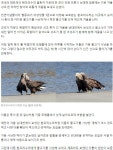 강릉 남대천 흰꼬리수리 관찰기 - 물환경보존관리 - 녹색자전거봉사단연합 강릉 남대천 흰꼬리수리 관찰기