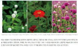 철원 고석정 꽃밭 여행길 - ◈도보자전거여행길 - 녹색자전거봉사단연합 철원 고석정 꽃밭 여행길