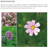 철원 고석정 꽃밭 여행길 - ◈도보자전거여행길 - 녹색자전거봉사단연합 철원 고석정 꽃밭 여행길