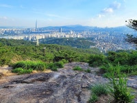 아차산(295.7m). 나무딸기·산딸기·흰딸·참딸. 벨로페로네.... 아차산(295.7m). 나무딸기·산딸기·흰딸·참딸. 벨로페로네. 멜람포디움