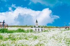 여행사연합 강원도 고성 보랏빛 라벤더 꽃밭 / 설악산 케이블카 정선... 라벤더 꽃밭 / 설악산 케이블카 정선 레일바이크 / 평창 육백마지기... 