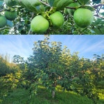 7/31- 영화비 할인, 7월의 설봉농장 모습, 손주 얼굴보기 - 2025- 지리산 귀농일기 - 설봉의 <지리산방> 7/31- 영화비 할인, 7월의 설봉농장 모습... 