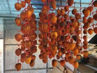 12/11- 곶감 걸기, 무 말랭이, 배추 전, 월동 준비를 끝낸 설봉농장, 산 위엔 첫 눈 - 2022- 지리산 귀농일기 - 설봉의 <지리산방> 12/11- 곶감 걸기... 