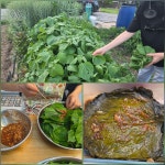 7/9- 팥 심기, 설봉농장 고추밭, 깻잎 장아찌, 처음보는 해바라기꽃 - 2026- 지리산 귀농일기 - 설봉의  7/9- 팥 심기, 설봉농장 고추밭... 