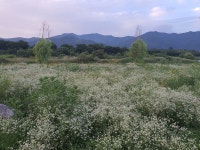 7/17- 첫 출근, 농촌살아보기팀 수료, 서시천 원추리꽃, 농장 모습... 7/17- 첫 출근, 농촌살아보기팀 수료, 서시천 원추리꽃, 농장 모습