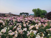 5/31- 매천황현, 곡성 장미축제, 감나무 하지전정, 밤꽃, 농장2차제초작업, - 2026- 지리산 귀농일기 - 설봉의  5/31- 매천황현, 곡성... 