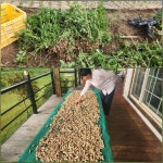 10/13- 노고단 다녀오기, 땅콩 캐고 들깨 털기, 금목서 향기 - 2025- 지리산 귀농일기 - 설봉의 <지리산방> 10/13- 노고단 다녀오기, 땅콩 캐고... 