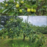 9/16- 보태니컬 아트, 만두전골, 집밥1식 17찬, 카페 90000, 설봉농장... 보태니컬 아트, 만두전골, 집밥1식 17찬, 카페 90000, 설봉농장 텃밭