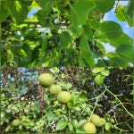 - 2025- 지리산 귀농일기 - 설봉의 <지리산방> 9/10- 밤은 아람이 벌어지고, 설봉농장은 풍년이고, 식탁은 풍요롭다.