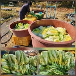 11/28- 인연의 적산온도, 김장하기, - 2025- 지리산 귀농일기 - 설봉의 <지리산방> 11/28- 인연의 적산온도, 김장하기,