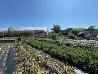 2025-09-05 농장 - 재배중인 작물들 사진입니다. - 회원 자유게시판 - 설봉의 <지리산방> 2025-09-05 농장 - 재배중인 작물들 사진입니다.