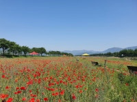 5/7- 5월의 꽃들, 요리수업 끝, 고구마 심기, 물앵두가 익기 시작 - 2022... 5/7- 5월의 꽃들, 요리수업 끝, 고구마 심기, 물앵두가 익기 시작