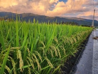 9/10- 밤은 아람이 벌어지고, 설봉농장은 풍년이고, 식탁은 풍요롭다. - 2025- 지리산 귀농일기 - 설봉의 <지리산방> 9/10- 밤은 아람이 벌어지고... 