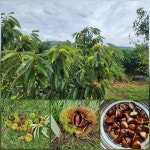 - 2025- 지리산 귀농일기 - 설봉의 <지리산방> 9/10- 밤은 아람이 벌어지고, 설봉농장은 풍년이고, 식탁은 풍요롭다.