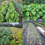 10/17- 태양열 수리, 낙안 읍성, 뿌리 깊은 박물관, 구례 금요순대 - 2025- 지리산 귀농일기 - 설봉의 <지리산방> 10/17- 태양열 수리, 낙안 읍성... 