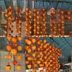 12/1- 곶감걸기,메주쑤기, 콩이맘 환갑, 바래봉 다녀오기(광평유람단) - 2025- 지리산 귀농일기 - 설봉의 <지리산방> 12/1- 곶감걸기,메주쑤기... 