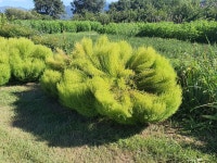 열매들, 두꺼비와 뻐꾹나리꽃 - 2022- 지리산 귀농일기 - 설봉의 <지리산방> 8/28- 김장배추밭 만들기, 설봉농장 열매들, 두꺼비와 뻐꾹나리꽃