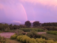 9/4- 감나무 지줏대 세우고, 무지개, 가지전, 섬진강 대숲길 산책 - 2022... 9/4- 감나무 지줏대 세우고, 무지개, 가지전, 섬진강 대숲길 산책