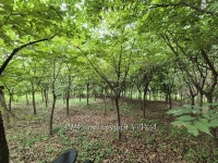 느티나무 (R8 ~ R15) 팝니다. 판매 - 나무몰.com - 나무몰.com 무료 조경수직거래사이트 나무시장 묘목시장 느티나무 (R8 ~ R15) 팝니다. 판매