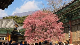 2월21일.울산 통도사 - 『 다녀온 풍경 사진방 』 - 마영달 테마여행 1번지 2월21일.울산 통도사