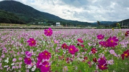 하동 북천역 코스모스 여행 - 『 다녀온 풍경 사진방 』 - 마영달 테마여행 1번지 하동 북천역 코스모스 여행
