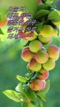 ♡행복을 끌어당기는 방법♡ - 감동 좋은글 - 수림결혼정보 www.zzakk.com ♡행복을 끌어당기는 방법♡