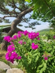 동서트레일 6차(율목리~간대산~삼웅2리) - [동서트레일 사진] - 봄여름가을겨울산악회 동서트레일 6차(율목리~간대산~삼웅2리)
