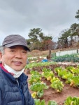 농장에서 무, 배추를 수확하다. - 일반 게시판 - 박태호 교수카페 농장에서 무, 배추를 수확하다.