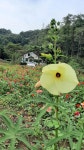 백일홍꽃이 만발 하였습니다 - ◇ 내 농장 자랑하기 - 다락골사랑 백일홍꽃이 만발 하였습니다