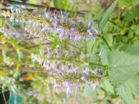 배초향(방하잎)외 1종 - ♡ 나눔 예고 - 다락골사랑 배초향(방하잎)외 1종