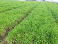 청보리밭 - ♡ 봄을 기다리는 야생화.. - 다락골사랑 청보리밭