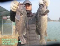 해솔바다낚시터 25년 11월 13일 목요일 조황 - 해솔바다낚시터 - 자월낚시 해솔바다낚시터 25년 11월 13일 목요일 조황