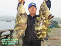 해솔바다낚시터 25년 6월 28일 토요일 조황 - 해솔바다낚시터 - 자월낚시 해솔바다낚시터 25년 6월 28일 토요일 조황