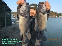 해솔바다낚시터 25년 11월 19일 수요일 조황 - 해솔바다낚시터 - 자월낚시 해솔바다낚시터 25년 11월 19일 수요일 조황