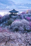 광양매화마을 - 풍경갤러리 - 들꽃사랑* 광양