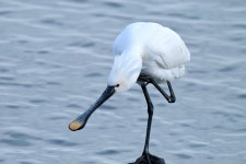 노랑부리저어새 - 조류곤충동물갤러리 - 들꽃사랑* 노랑부리저어새