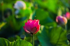 연꽃 - 풍경갤러리 - 들꽃사랑* 연꽃